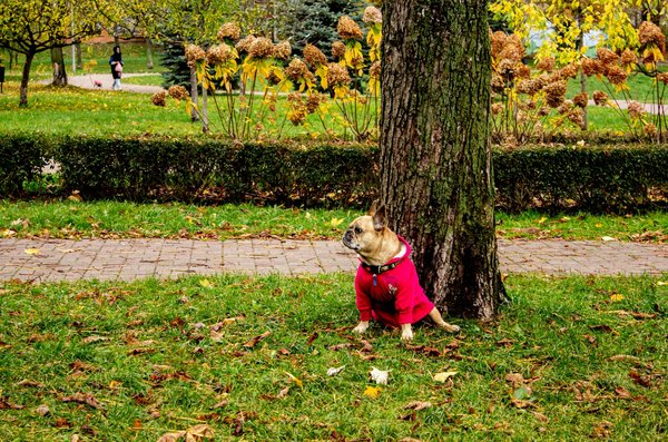 Découverte des ridoki japonais pour un éclat naturel quotidien