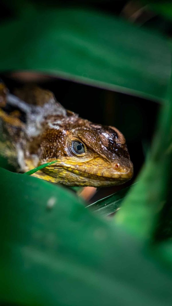 comment prévenir et traiter naturellement les problèmes de peau