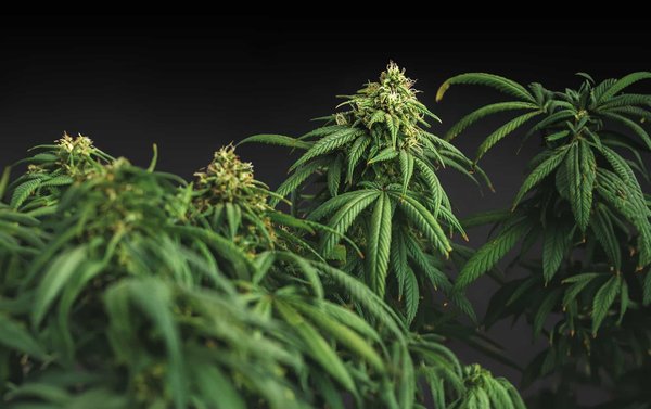 Découvrez le meilleur site CBD pour vos besoins !