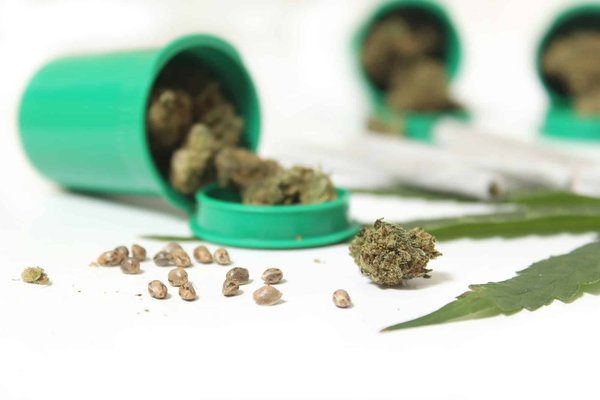 Découvrez les fleurs de chanvres : bienfaits, utilisations et conseils pratiques