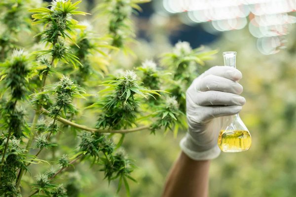 L'avenir de l'extrait de chanvre : innovation, recherche et perspectives