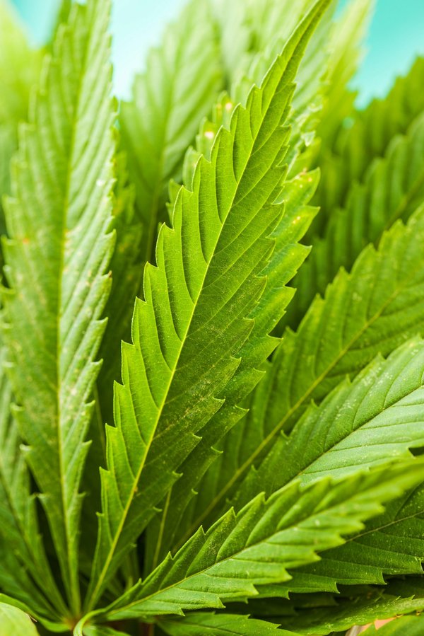 Les avantages du cbd contre le stress: meilleure option que les fleurs de bach?